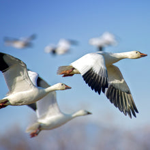 Load image into Gallery viewer, Critical Communications Capability® Online Drills and Exercises